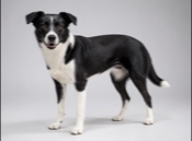 Black and White Dog Names