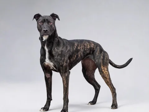 Alaunt dog breed photo