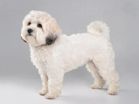 Bolonoodle dog breed photo