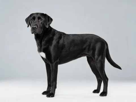 Labradane dog breed photo
