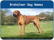 Broholmer Danish Mastiff Dog Names