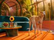 Elegant fawn whippet in a colorful retro greenhouse lounge with fruit, flowers and a microphone