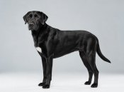 Labradane Labrador Great Dane Mix Dog Names