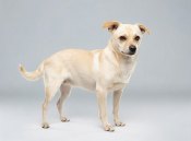 Labrahuahua Labrador Chihuahua Mix Dog Names