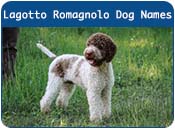 Lagotto Romagnolo Dog Names
