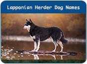 Lapponian Herder Finnish Reindeer Dog Names