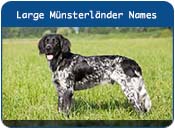 Large Münsterländer Dog Names