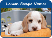 Lemon Beagle Dog Names