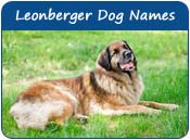 Leonberger Dog Names
