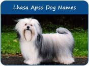 Lhasa Apso Dog Names