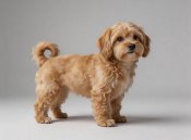 Lhasapoo Lhasa Apso Poodle Mix Dog Names