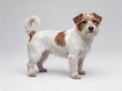 Lucas Terrier Dog Names