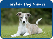 Lurcher Dog Names