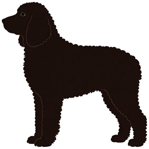 Curly Coated Retriever silhouette at scale