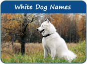 White Dog Names