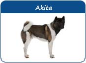 Akita Names