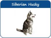 Husky Names